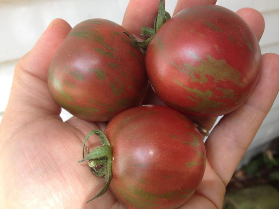 violet jasper tomato